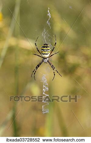 "Wasp Spider or Zebra Spider (Argiope bruennichi), female sitting in a web, North Rhine-Westphalia, Germany, Europe" View Large Photo Image Stock Image - "Wasp Spider or Zebra Spider (Argiope bruennichi), female sitting in a web, North Rhine-Westphalia, Germany, Europe". Fotosearch