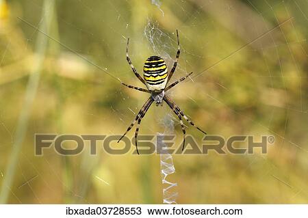 "Wasp Spider or Zebra Spider (Argiope bruennichi), female sitting in a web, North Rhine-Westphalia, Germany, Europe" View Large Photo Image Stock Image - "Wasp Spider or Zebra Spider (Argiope bruennichi), female sitting in a web, North Rhine-Westphalia, Germany, Europe". Fotosearch
