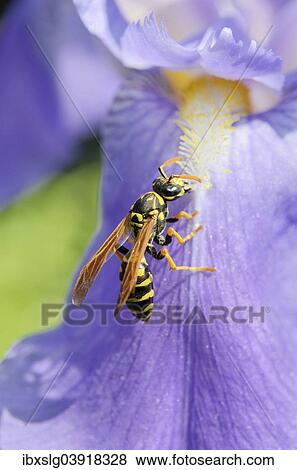 "Wasp (Vespula sp. ) collecting nectar on a blossom, Dalmatian Iris or Sweet Iris (Iris pallida, Iris dalmatica), Bavaria, Germany, Europe" View Large Photo Image Stock Photo - "Wasp (Vespula sp. ) collecting nectar on a blossom, Dalmatian Iris or Sweet Iris (Iris pallida, Iris dalmatica), Bavaria, Germany, Europe". Fotosearch