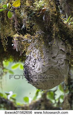 "Wasps' nest in rainforest, Cerro de la muerte, Costa Rica, Central America, North America" View Large Photo Image Stock Photograph - "Wasps' nest in rainforest, Cerro de la muerte, Costa Rica, Central America, North America". Fotosearch