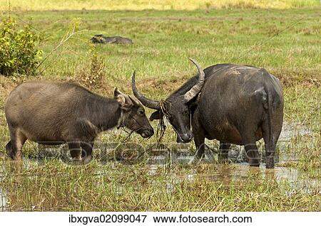 "Water buffalo cow (Bubalus arnee) with calf on a pasture, Cambodia, Southeast Asia, Asia" View Large Photo Image Stock Photo - "Water buffalo cow (Bubalus arnee) with calf on a pasture, Cambodia, Southeast Asia, Asia". Fotosearch