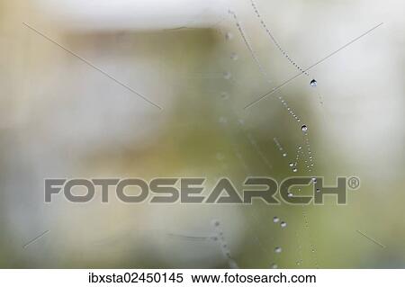 "Water drops on web of an orb-web spider, Konstanz, Baden-Wuerttemberg, Germany, Europe" View Large Photo Image Stock Photography - "Water drops on web of an orb-web spider, Konstanz, Baden-Wuerttemberg, Germany, Europe". Fotosearch