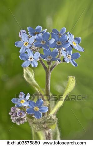 "Water Forget-me-not or True Forget-me-not (Myosotis palustris), Untergroningen, Abtsgmuend, Baden-Wurttemberg, Germany, Europe" View Large Photo Image Stock Image - "Water Forget-me-not or True Forget-me-not (Myosotis palustris), Untergroningen, Abtsgmuend, Baden-Wurttemberg, Germany, Europe". Fotosearch