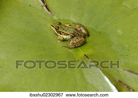 "Water frog (Pelophylax esculentus or Rana esculenta), perched on lily pad, Zug, Switzerland, Europe" View Large Photo Image Stock Photo - "Water frog (Pelophylax esculentus or Rana esculenta), perched on lily pad, Zug, Switzerland, Europe". Fotosearch