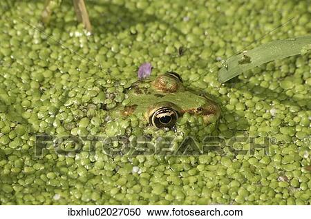Stock Image - "Water Frog (Rana sp. ) in water covered with duckweed, Leptokaria, Greece, Europe". Fotosearch