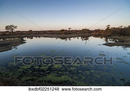 "Water hole, Kruger National Park, Limpopo, South Africa, Africa" View Large Photo Image Stock Photo - "Water hole, Kruger National Park, Limpopo, South Africa, Africa". Fotosearch