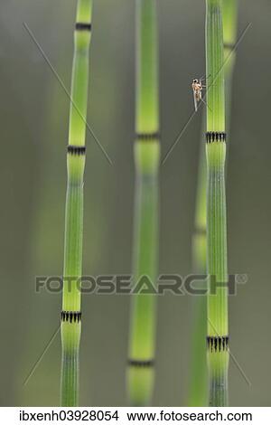 "Water Horsetail (Equisetum fluviatile), Emsland, Lower Saxony, Germany, Europe" View Large Photo Image Picture - "Water Horsetail (Equisetum fluviatile), Emsland, Lower Saxony, Germany, Europe". Fotosearch
