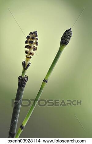 "Water Horsetail (Equisetum fluviatile), strobilus, Emsland, Lower Saxony, Germany, Europe" View Large Photo Image Picture - "Water Horsetail (Equisetum fluviatile), strobilus, Emsland, Lower Saxony, Germany, Europe". Fotosearch