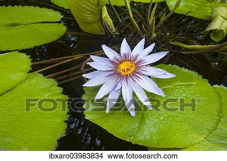 "Water Lilies (Nymphaea), Planten un Blomen Botanical Garden, Hamburg, Germany, Europe" View Large Photo Image Picture - "Water Lilies (Nymphaea), Planten un Blomen Botanical Garden, Hamburg, Germany, Europe". Fotosearch