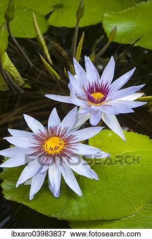 "Water Lilies (Nymphaea), Planten un Blomen Botanical Garden, Hamburg, Germany, Europe" View Large Photo Image Stock Photo - "Water Lilies (Nymphaea), Planten un Blomen Botanical Garden, Hamburg, Germany, Europe". Fotosearch