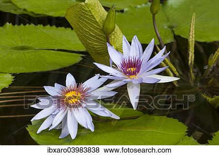 "Water Lilies (Nymphaea), Planten un Blomen Botanical Garden, Hamburg, Germany, Europe" View Large Photo Image Stock Photo - "Water Lilies (Nymphaea), Planten un Blomen Botanical Garden, Hamburg, Germany, Europe". Fotosearch