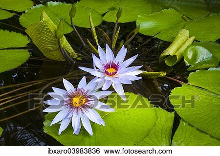 "Water Lilies (Nymphaea), Planten un Blomen Botanical Garden, Hamburg, Germany, Europe" View Large Photo Image Stock Photograph - "Water Lilies (Nymphaea), Planten un Blomen Botanical Garden, Hamburg, Germany, Europe". Fotosearch
