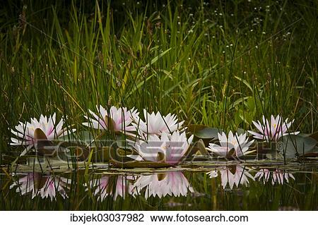 Stock Image - "Water lilies (Nymphaea sp. ), cultivar". Fotosearch