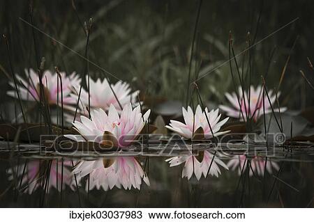 "Water lilies (Nymphaea sp. ), cultivar" View Large Photo Image Stock Image - "Water lilies (Nymphaea sp. ), cultivar". Fotosearch