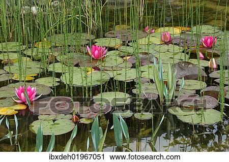 "Water lilies (Nymphaea sp. ), in a garden Pond in rain, Allgaeu, Bavaria, Germany, Europe" View Large Photo Image Stock Image - "Water lilies (Nymphaea sp. ), in a garden Pond in rain, Allgaeu, Bavaria, Germany, Europe". Fotosearch