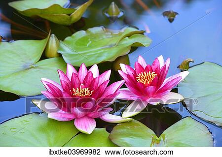 "Water Lilies (Nymphaea), Baden-Wurttemberg, Germany, Europe" View Large Photo Image Stock Image - "Water Lilies (Nymphaea), Baden-Wurttemberg, Germany, Europe". Fotosearch