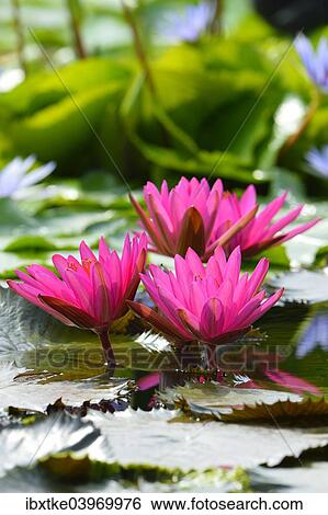 "Water Lilies (Nymphaea), Baden-Wurttemberg, Germany, Europe" View Large Photo Image Stock Photograph - "Water Lilies (Nymphaea), Baden-Wurttemberg, Germany, Europe". Fotosearch