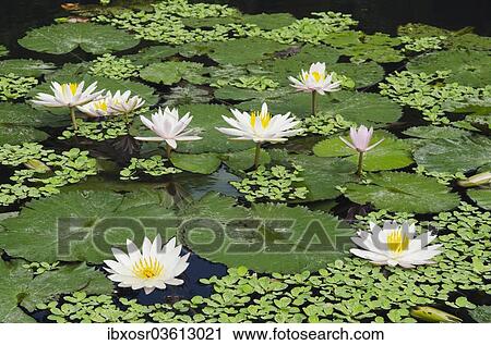 "Water lilies (Nymphaea), water lily pond in the water palace, Tirtagangga, Bali, Indonesia, Asia" View Large Photo Image Stock Image - "Water lilies (Nymphaea), water lily pond in the water palace, Tirtagangga, Bali, Indonesia, Asia". Fotosearch