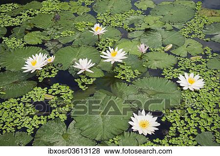 Stock Photo - "Water lilies (Nymphaea), water lily pond in the water palace, Tirtagangga, Bali, Indonesia, Asia". Fotosearch