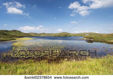 "Water lily leaves (Nymphaeaceae) and water grasses at Loch Na Claise Fearna near Badnabay, Sutherland, Scotland, United Kingdom, Europe" View Large Photo Image Picture - "Water lily leaves (Nymphaeaceae) and water grasses at Loch Na Claise Fearna near Badnabay, Sutherland, Scotland, United Kingdom, Europe". Fotosearch