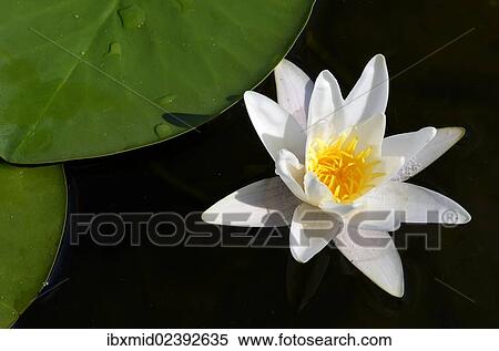 "Water Lily (Nymphaea alba), Schwenzin bay in Lake Koelpinsee, Mecklenburg Lake District, Nossentiner/Schwinzer Heath Nature Park, Mecklenburg-Western Pomerania, Germany, Europe" View Large Photo Image Stock Photography - "Water Lily (Nymphaea alba), Schwenzin bay in Lake Koelpinsee, Mecklenburg Lake District, Nossentiner/Schwinzer Heath Nature Park, Mecklenburg-Western Pomerania, Germany, Europe". Fotosearch