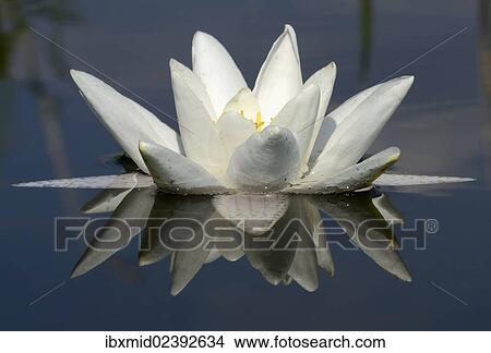 "Water Lily (Nymphaea alba) with reflection, Schwenzin bay in Lake Koelpinsee, Mecklenburg Lake District, Nossentiner/Schwinzer Heath Nature Park, Mecklenburg-Western Pomerania, Germany, Europe" View Large Photo Image Picture - "Water Lily (Nymphaea alba) with reflection, Schwenzin bay in Lake Koelpinsee, Mecklenburg Lake District, Nossentiner/Schwinzer Heath Nature Park, Mecklenburg-Western Pomerania, Germany, Europe". Fotosearch