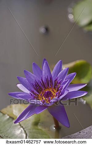 "Water lily (Nymphaea colorata), violet, purple" View Large Photo Image Stock Photo - "Water lily (Nymphaea colorata), violet, purple". Fotosearch