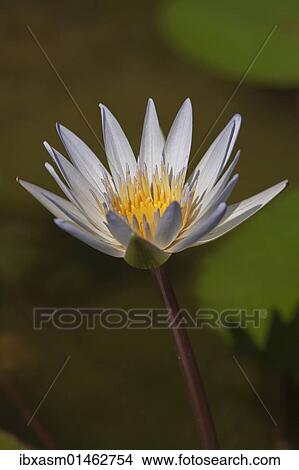 "Water lily (Nymphaea colorata), white" View Large Photo Image Picture - "Water lily (Nymphaea colorata), white". Fotosearch