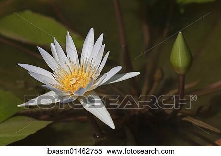 "Water lily (Nymphaea colorata), white" View Large Photo Image Stock Photography - "Water lily (Nymphaea colorata), white". Fotosearch