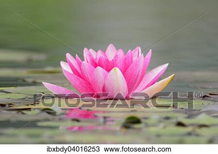 "Water lily (Nymphaea), Germany, Europe" View Large Photo Image Stock Image - "Water lily (Nymphaea), Germany, Europe". Fotosearch