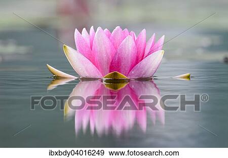 Stock Photo - "Water lily (Nymphaea), Germany, Europe". Fotosearch