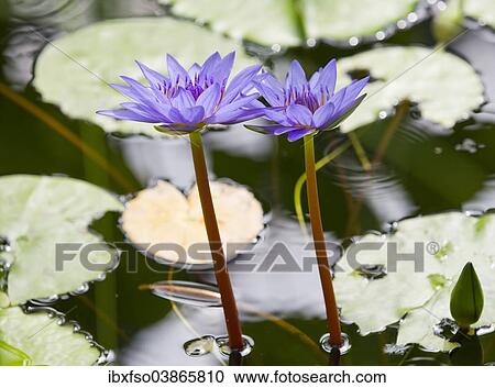 "Water lily (Nymphaea), hybrid 'George T. Moore', flowering, Thuringia, Germany, Europe" View Large Photo Image Stock Image - "Water lily (Nymphaea), hybrid 'George T. Moore', flowering, Thuringia, Germany, Europe". Fotosearch