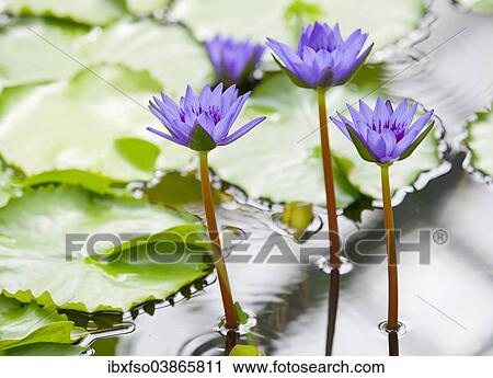 "Water lily (Nymphaea), hybrid 'George T. Moore', flowering, Thuringia, Germany, Europe" View Large Photo Image Stock Image - "Water lily (Nymphaea), hybrid 'George T. Moore', flowering, Thuringia, Germany, Europe". Fotosearch