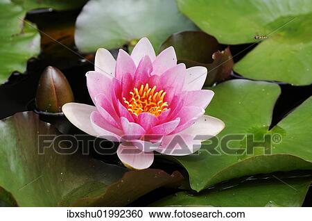 "Water Lily (Nymphaea), Seleger Moor, Rifferswil, Zurich, Switzerland, Europe" View Large Photo Image Stock Image - "Water Lily (Nymphaea), Seleger Moor, Rifferswil, Zurich, Switzerland, Europe". Fotosearch
