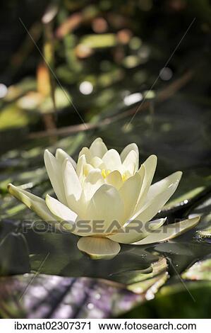 "Water Lily (Nymphaea sp. ), Austria, Europe" View Large Photo Image Stock Image - "Water Lily (Nymphaea sp. ), Austria, Europe". Fotosearch