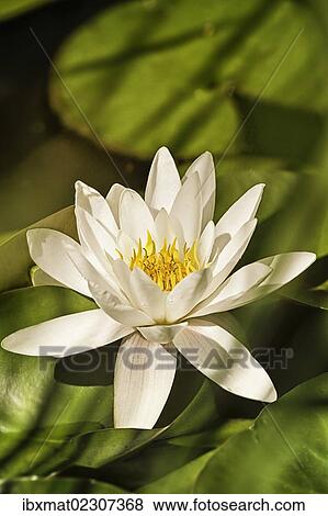 "Water Lily (Nymphaea sp. ), Austria, Europe" View Large Photo Image Stock Photo - "Water Lily (Nymphaea sp. ), Austria, Europe". Fotosearch