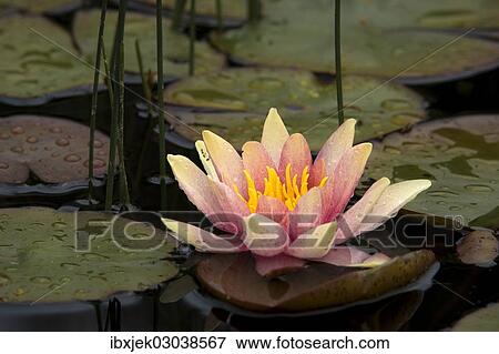 "Water lily (Nymphaea sp. ), cultivar" View Large Photo Image Stock Photo - "Water lily (Nymphaea sp. ), cultivar". Fotosearch