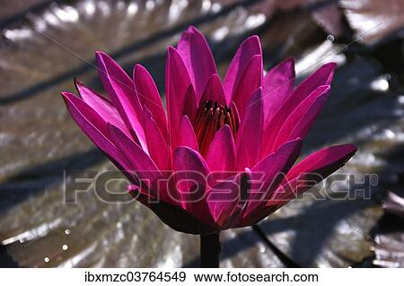 "Water Lily (Nymphaea sp. ), Erlangen Botanical Garden, Erlangen, Germany, Europe" View Large Photo Image Stock Photo - "Water Lily (Nymphaea sp. ), Erlangen Botanical Garden, Erlangen, Germany, Europe". Fotosearch