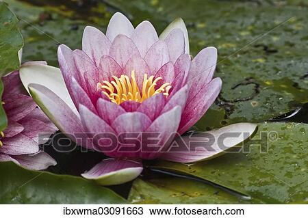 "Water lily (Nymphaea sp. ), North Hesse, Hesse, Germany, Europe" View Large Photo Image Stock Image - "Water lily (Nymphaea sp. ), North Hesse, Hesse, Germany, Europe". Fotosearch