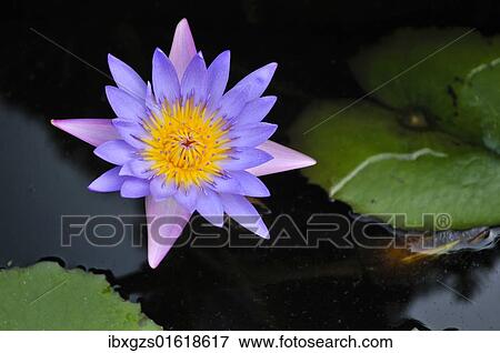"water lily (Nymphaea spec. ), Vietnam, Southeast Asia, Asia" View Large Photo Image Stock Photo - "water lily (Nymphaea spec. ), Vietnam, Southeast Asia, Asia". Fotosearch