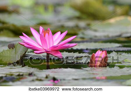 "Water Lily (Nymphaea), Baden-Wurttemberg, Germany, Europe" View Large Photo Image Stock Image - "Water Lily (Nymphaea), Baden-Wurttemberg, Germany, Europe". Fotosearch