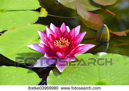 "Water Lily (Nymphaea), Baden-Wurttemberg, Germany, Europe" View Large Photo Image Stock Image - "Water Lily (Nymphaea), Baden-Wurttemberg, Germany, Europe". Fotosearch