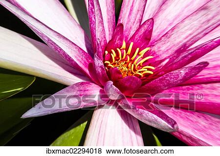 Water lily (Nymphaea) View Large Photo Image Stock Photo - Water lily (Nymphaea). Fotosearch
