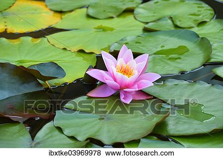 Stock Photo - "Water Lily (Nymphaea), Baden-Wurttemberg, Germany, Europe". Fotosearch