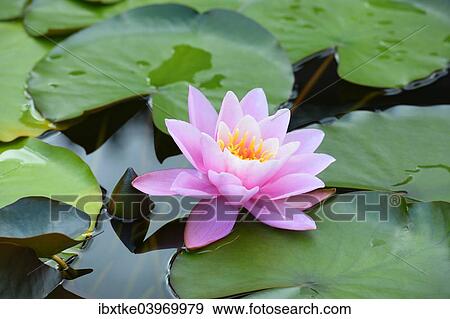 "Water Lily (Nymphaea), Baden-Wurttemberg, Germany, Europe" View Large Photo Image Stock Photo - "Water Lily (Nymphaea), Baden-Wurttemberg, Germany, Europe". Fotosearch