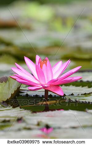 "Water Lily (Nymphaea), Baden-Wurttemberg, Germany, Europe" View Large Photo Image Stock Photography - "Water Lily (Nymphaea), Baden-Wurttemberg, Germany, Europe". Fotosearch