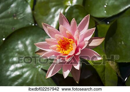 Stock Image - "Water lily (Nymphaea), Thailand, Asia". Fotosearch