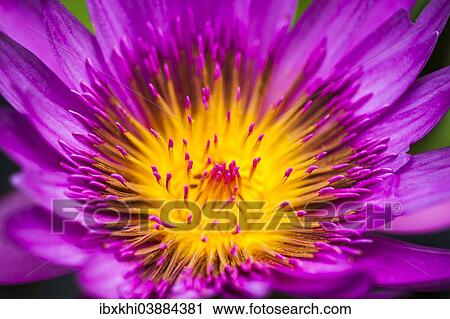 "Water Lily (Nymphaea), Tropical Botanical Garden, Onomea Bay, Big Island, Hawaii, United States, North America" View Large Photo Image Stock Image - "Water Lily (Nymphaea), Tropical Botanical Garden, Onomea Bay, Big Island, Hawaii, United States, North America". Fotosearch