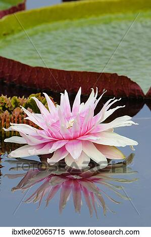 "Water lily (Victoria amazonica), water lily pond, Stuttgart, Baden-Wuerttemberg, Germany, Europe" View Large Photo Image Stock Photography - "Water lily (Victoria amazonica), water lily pond, Stuttgart, Baden-Wuerttemberg, Germany, Europe". Fotosearch