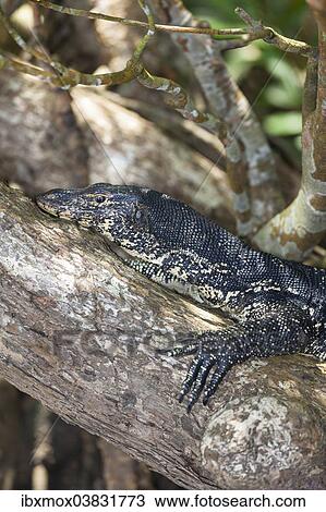 "Water Monitor (Varanus salvator), nature reserve near Godahena, Galle region, Southern Province, Sri Lanka, Asia" View Large Photo Image Stock Image - "Water Monitor (Varanus salvator), nature reserve near Godahena, Galle region, Southern Province, Sri Lanka, Asia". Fotosearch